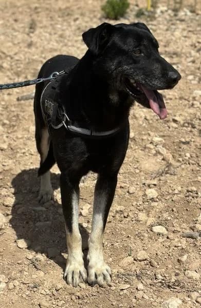 AXEL, male German Shepherd for adoption at SPAC – Societat Protectora d