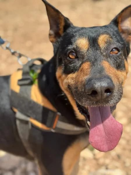 PETER, male German Shepherd for adoption at SPAC – Societat Protectora d
