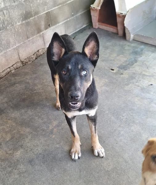 INU, male German Shepherd for adoption at SPAC – Societat Protectora d