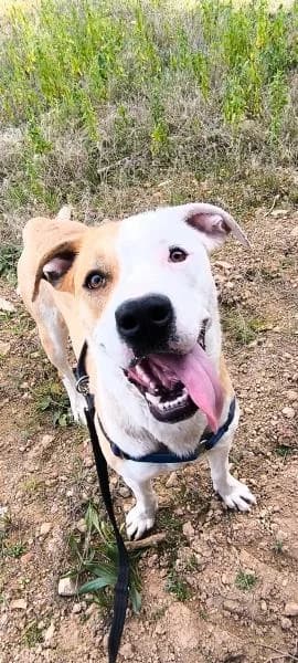 LINDA (LAPA), female Mixed Breed for adoption at SPAC – Societat Protectora d
