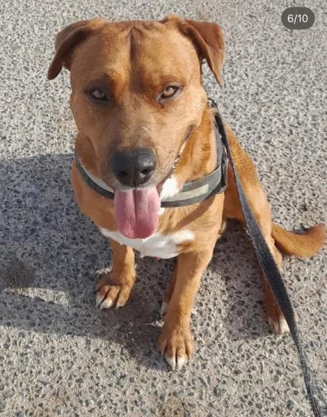 ROCKY, male Mixed Breed for adoption at SPAC – Societat Protectora d