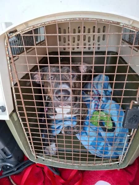 PRINCE (MOWGLI), male Mixed Breed for adoption at SPAC – Societat Protectora d