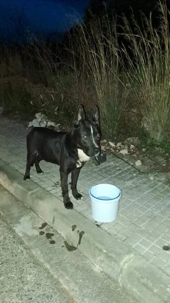ECLIPSE, male Mixed Breed for adoption at SPAC – Societat Protectora d