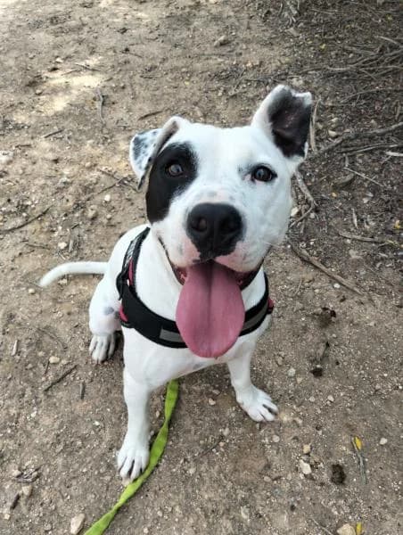 JACK, male Pit Bull Terrier for adoption at SPAC – Societat Protectora d