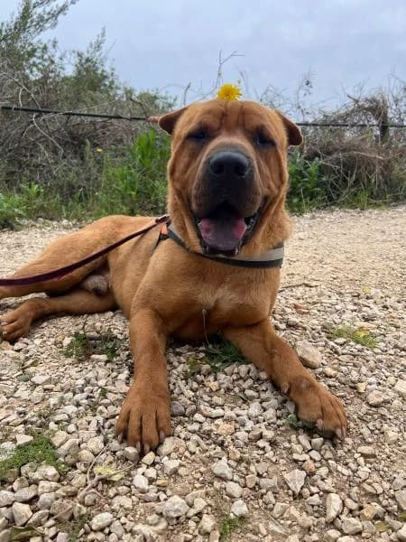 BRUCE, male Shar Pei for adoption at SPAC – Societat Protectora d