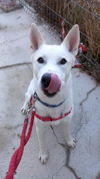 CLOUDER (BOLT), male Husky for adoption at SPAC – Societat Protectora d