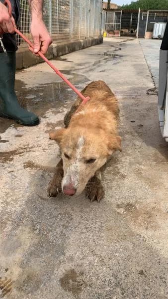 ROY, male Mixed Breed for adoption at SPAC – Societat Protectora d