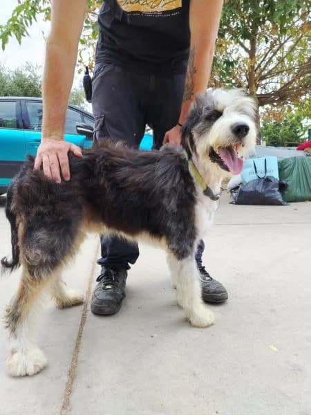 MARLEY, Mixed Breed (SPAC – Societat Protectora d)