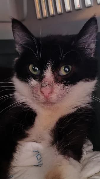 ASHER, male European Shorthair for adoption at SPAC – Societat Protectora d
