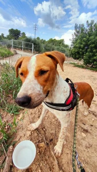 ANUBIS, Mixed Breed (SPAC – Societat Protectora d)