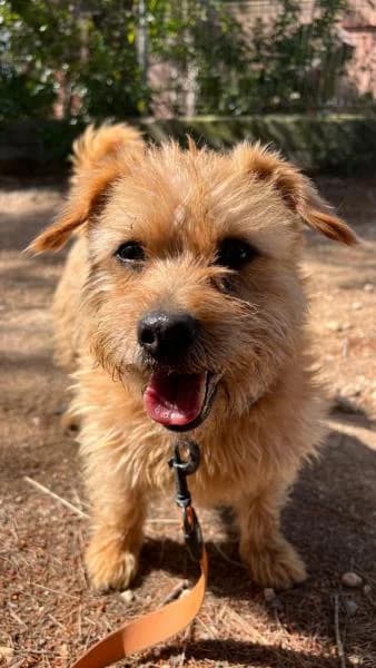 KALA, female Mixed Breed for adoption at SPAC – Societat Protectora d