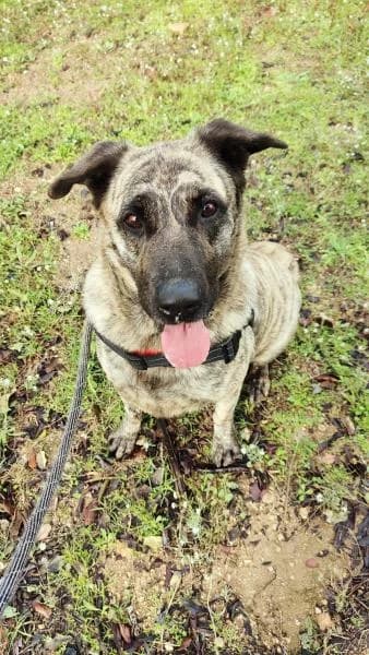NAIRA, female Spanish Mastiff for adoption at SPAC – Societat Protectora d