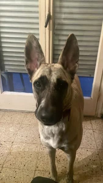PRINCESA, female Spanish Mastiff for adoption at SPAC – Societat Protectora d