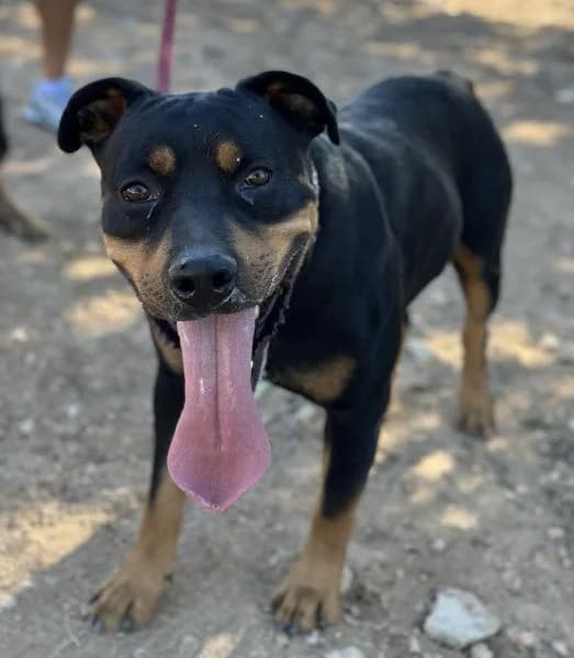 TAYSON (ADOPCION COSTE 0), male Rottweiler for adoption at SPAC – Societat Protectora d