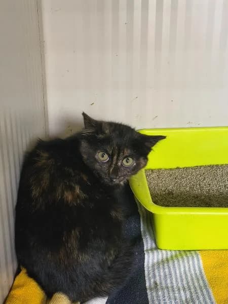 ALMA, female European Shorthair for adoption at SPAC – Societat Protectora d