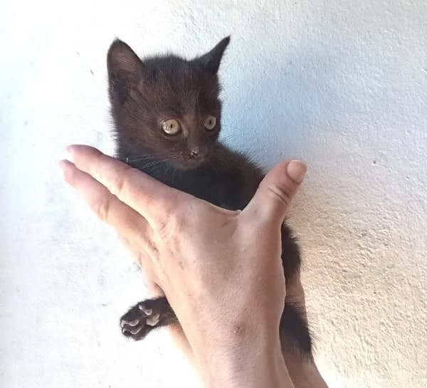 HADA, female European Shorthair for adoption at SPAC – Societat Protectora d