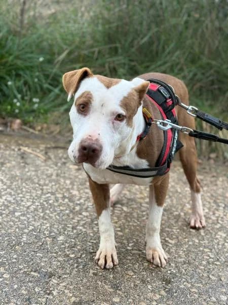 INTI, male American Staffordshire Terrier for adoption at SPAC – Societat Protectora d
