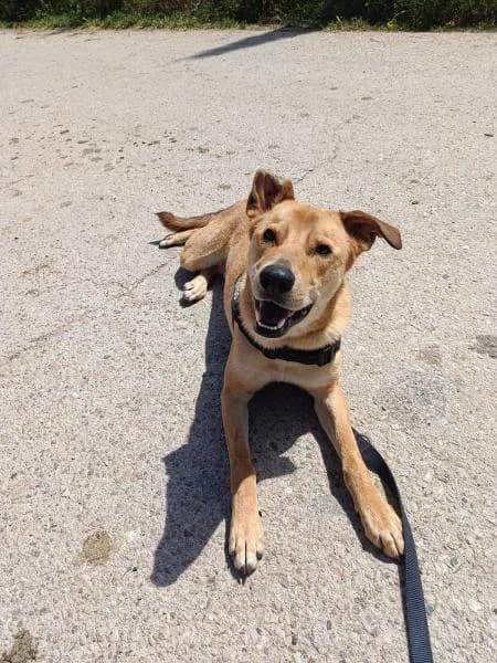 PISTACHO, male Mixed Breed for adoption at SPAC – Societat Protectora d