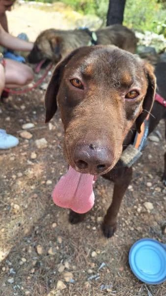 ARAMIS, male Labrador Retriever for adoption at SPAC – Societat Protectora d
