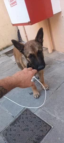 NIX (BRUCE), male Belgian Malinois for adoption at SPAC – Societat Protectora d