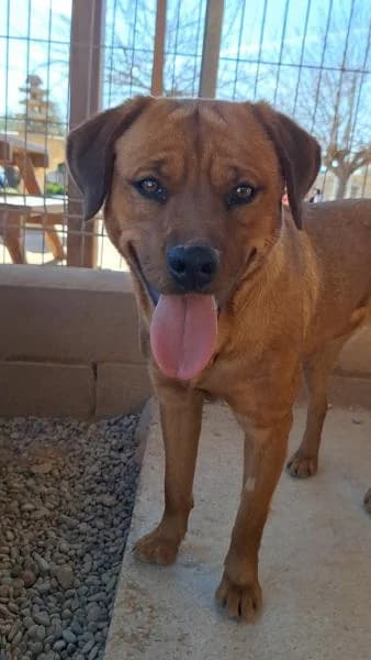 LIMA, Mixed Breed (SPAC – Societat Protectora d)