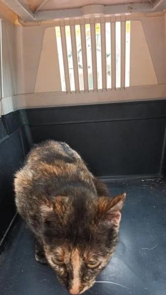 FLOR, female European Shorthair for adoption at SPAC – Societat Protectora d