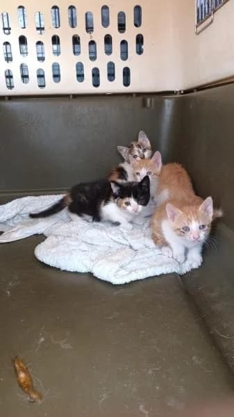 VIOLETA, female European Shorthair for adoption at SPAC – Societat Protectora d