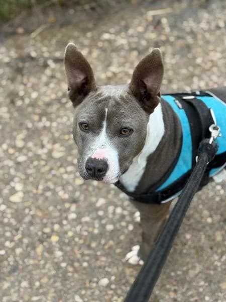 LUZ, female Pit Bull Terrier for adoption at SPAC – Societat Protectora d