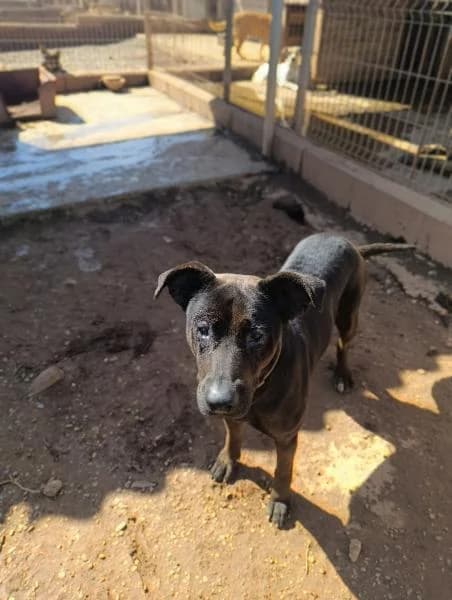 PAZ, female Labrador Retriever for adoption at SPAC – Societat Protectora d