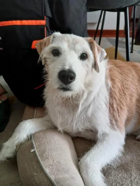 NACHO, male mixed breed for adoption at SPAC – Societat Protectora d