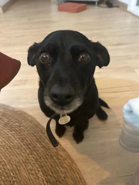 BLACKY, male Mixed Breed for adoption at SPAC – Societat Protectora d