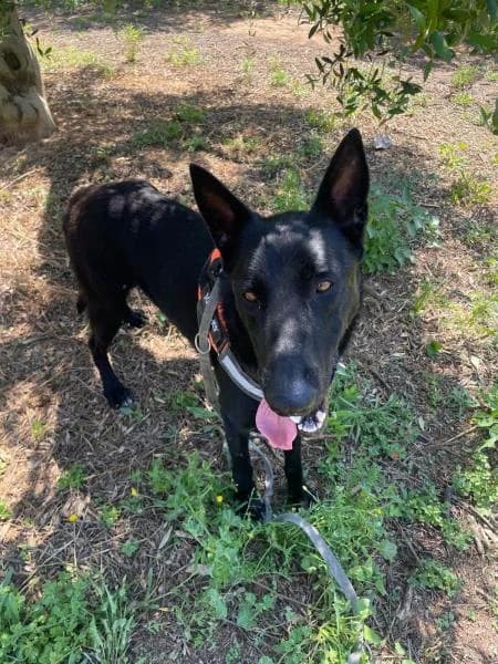SIRIUS, male Belgian Malinois for adoption at SPAC – Societat Protectora d