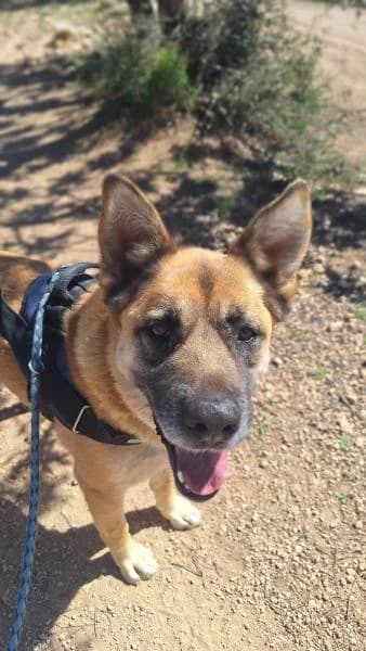 LEO, male German Shepherd for adoption at SPAC – Societat Protectora d