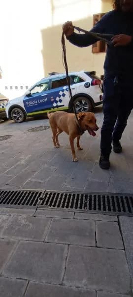 MELOCOT�N, female Labrador Retriever for adoption at SPAC – Societat Protectora d