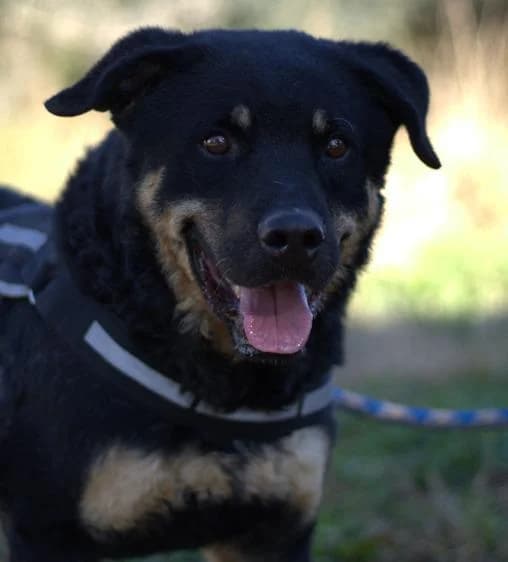FOC, Mixed Breed (SPAC – Societat Protectora d)