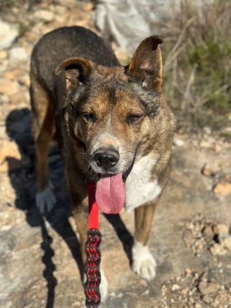MAURICIO, Mixed Breed (SPAC – Societat Protectora d)