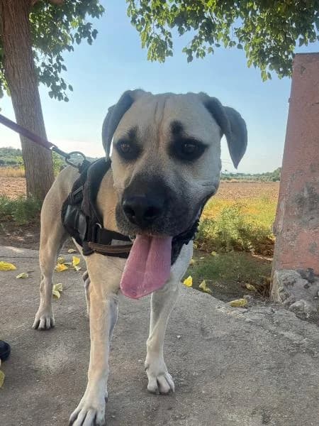 CROSS, Mixed Breed (SPAC – Societat Protectora d)