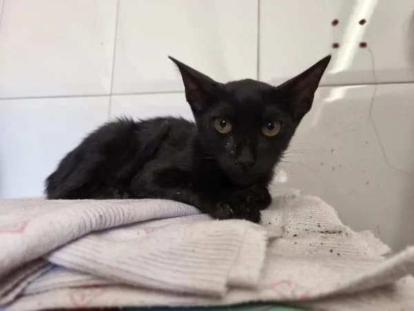 SOL, female European Shorthair for adoption at SPAC – Societat Protectora d