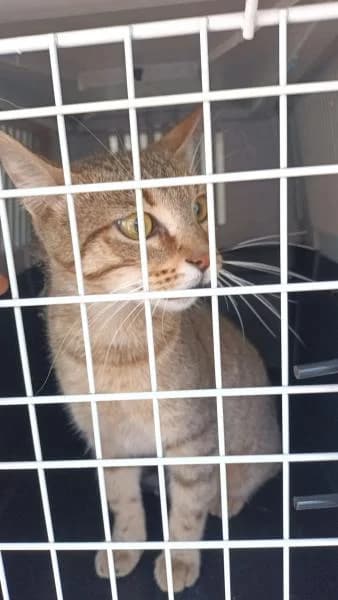 MANILA, female European Shorthair for adoption at SPAC – Societat Protectora d