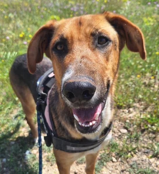 SIRA, female Mixed Breed for adoption at SPAC – Societat Protectora d