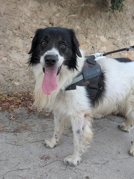 TOBY, Mixed Breed (SPAC – Societat Protectora d)