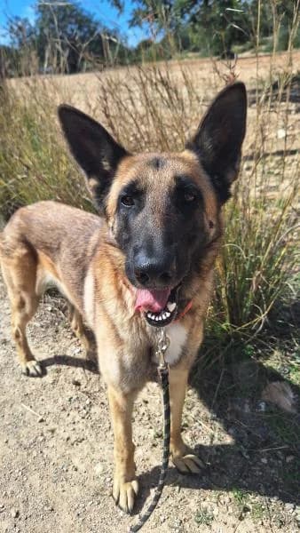 SKYP, male Belgian Malinois for adoption at SPAC – Societat Protectora d