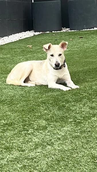 PALOMA, female Podenco for adoption at SPAC – Societat Protectora d