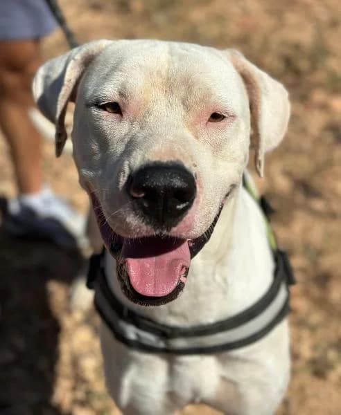TALU, male Dogo Argentino for adoption at SPAC – Societat Protectora d