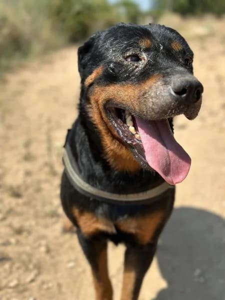 AGNI, female Rottweiler for adoption at SPAC – Societat Protectora d