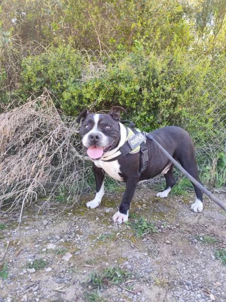 MIKE (COSTE 0), male American Staffordshire Terrier for adoption at SPAC – Societat Protectora d