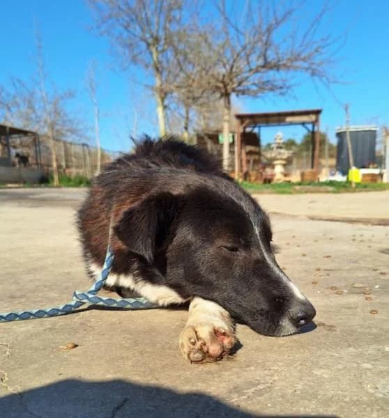 PAPARRA, male Mixed Breed for adoption at SPAC – Societat Protectora d