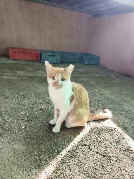 TRINA, female European Shorthair for adoption at SPAC – Societat Protectora d