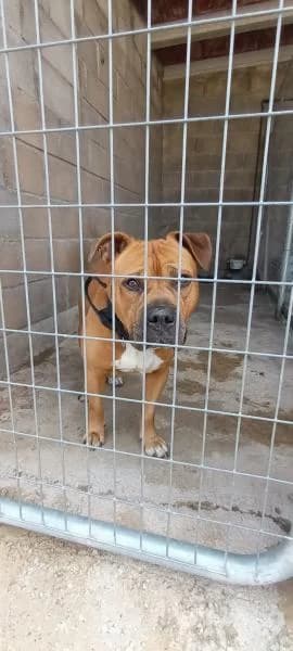 ROCCO (COSTE 0), male American Staffordshire Terrier for adoption at SPAC – Societat Protectora d