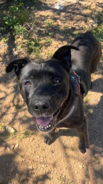 DIABLO, male Pit Bull Terrier for adoption at SPAC – Societat Protectora d